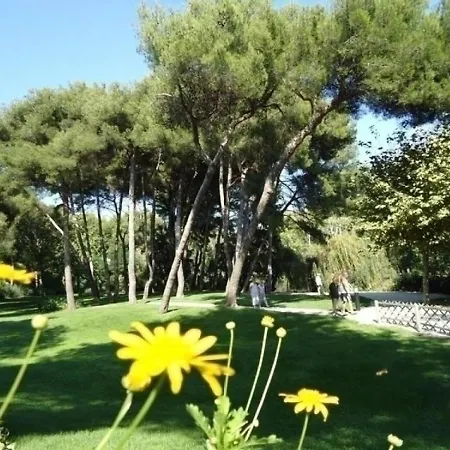 Mimosa * Six-Fours-les-Plages