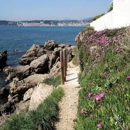 Mimosa Six-Fours-les-Plages